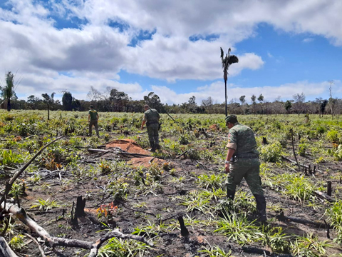 Opera O Mata Atl Ntica Em P Verifica Mil Hectares De Desmatamento